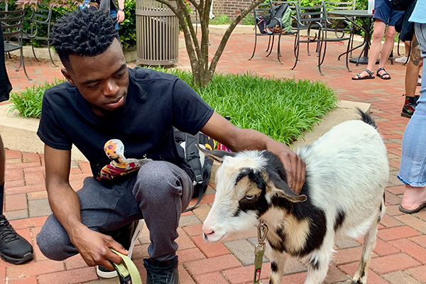 Goat therapy helps students relax